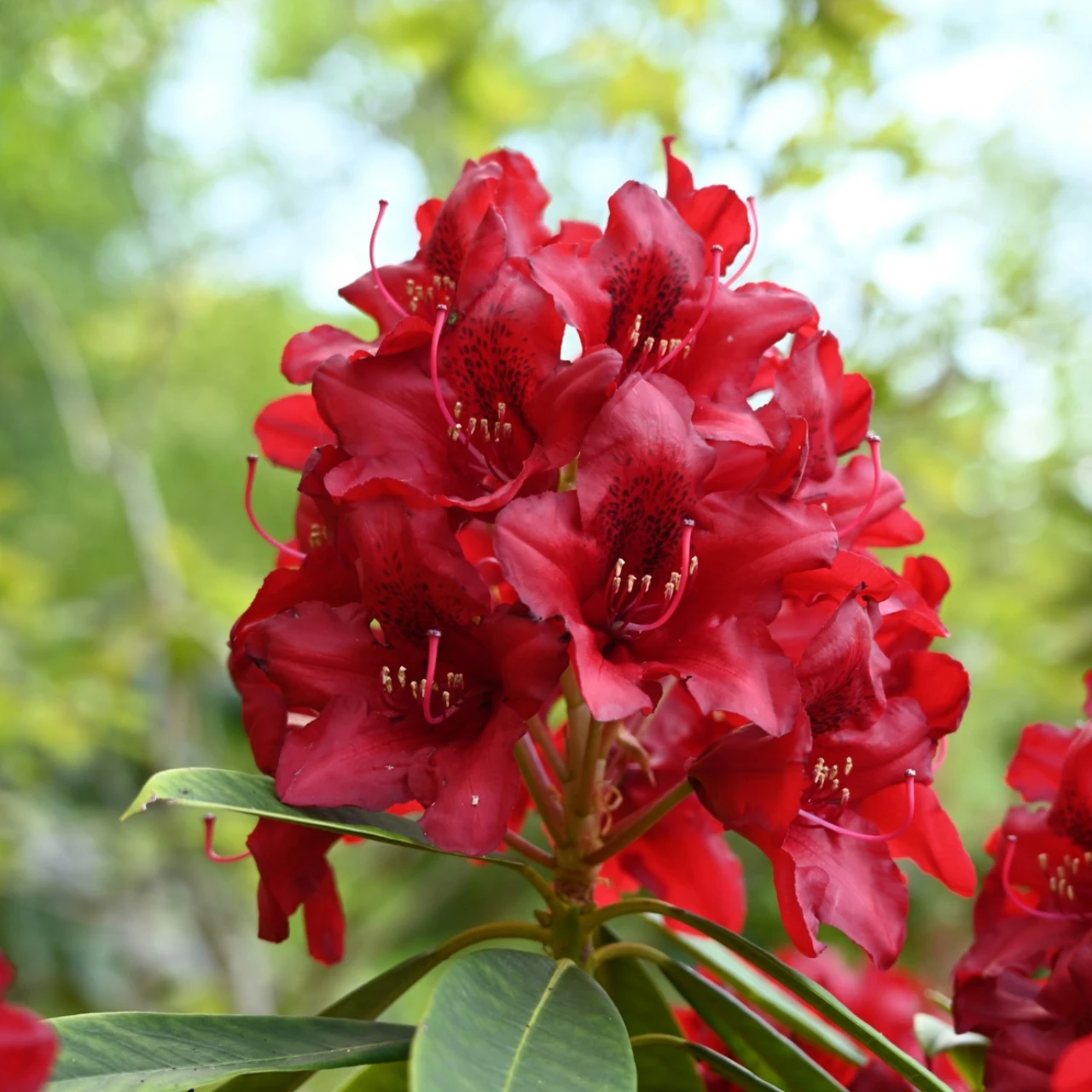 'Kluis Triumph'